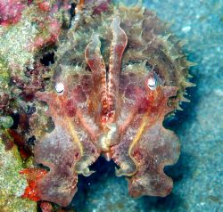 "I'm ready for my closeup, Mr. Demille". Cuttlefish. Lemb... by Leigh Chapman 